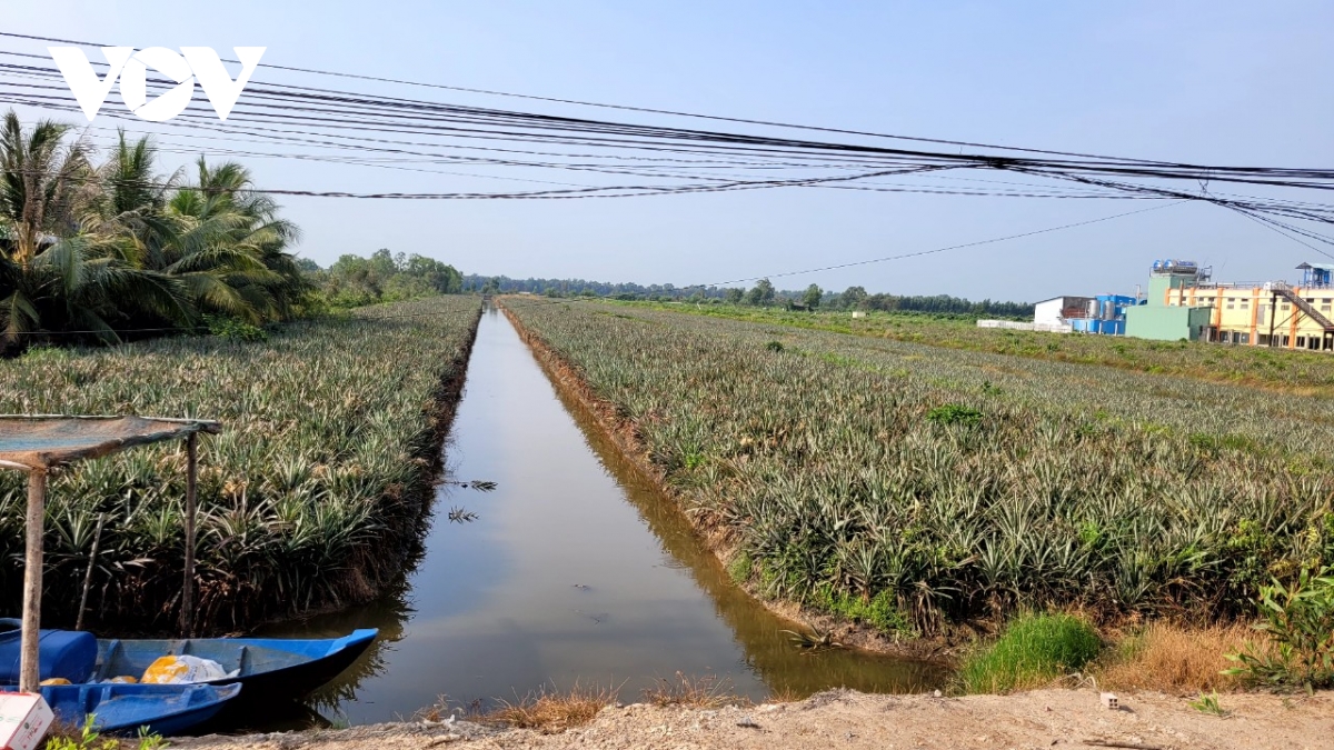 Đánh bắt thủy sản bằng xung điện tại ruộng khóm, hủy hoại nguồn lợi